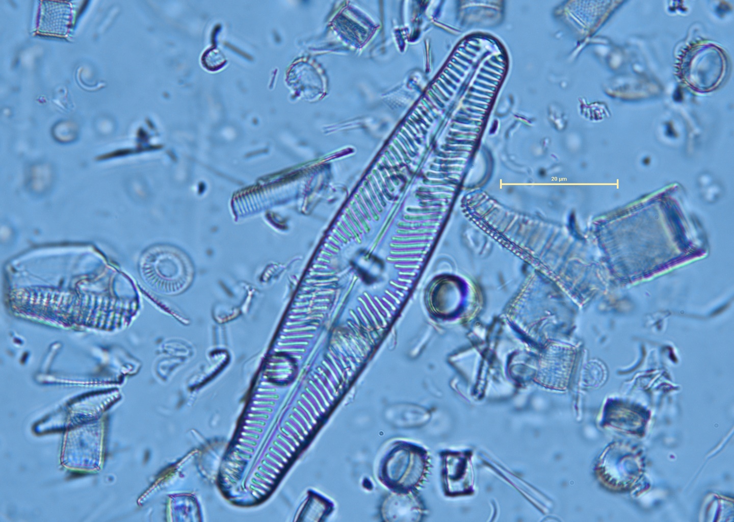 Navicula aurora